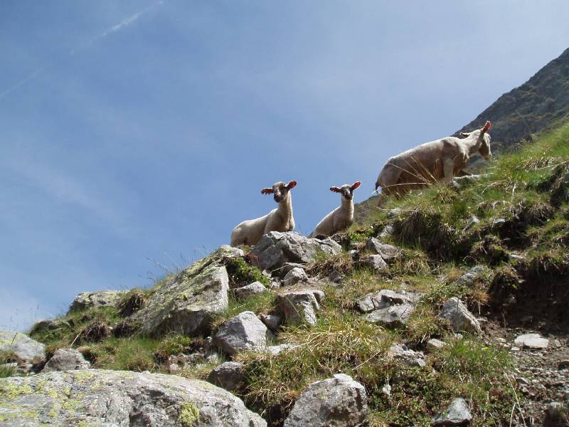 Youri - Ecrins 2005 349 